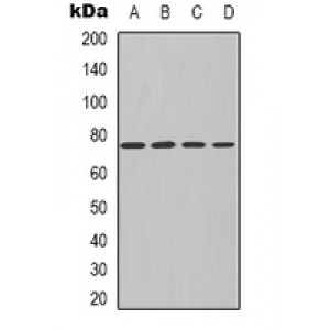 LifeSab™ PKC iota/zeta Rabbit pAb (50 µl)