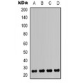 LifeSab™ HMGB1 Rabbit pAb (50 µl)