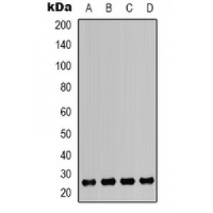 LifeSab™ HMGB1 Rabbit pAb (50 µl)