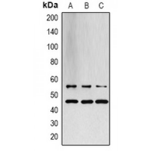 LifeSab™ JNK1/2/3 Rabbit pAb (50 µl)