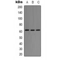 LifeSab™ SMAD2 Rabbit pAb (50 µl)