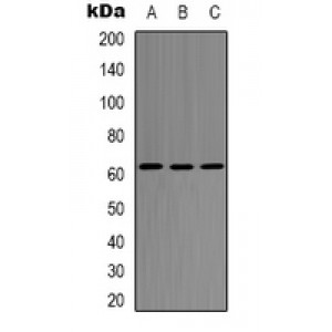 LifeSab™ SMAD2 Rabbit pAb (50 µl)