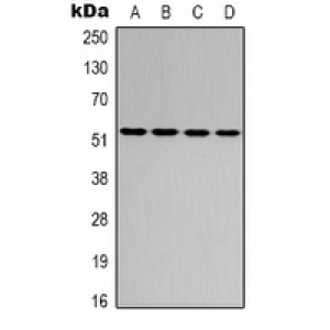 LifeSab™ ATF2 Rabbit pAb (50 µl)