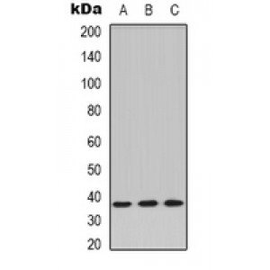 LifeSab™ PPP2CA Rabbit pAb (50 µl)