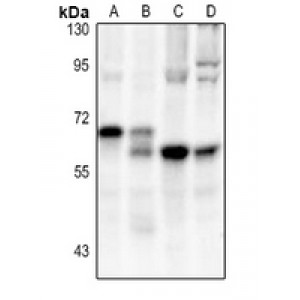 LifeSab™ Nucleophosmin Rabbit pAb (50 µl)