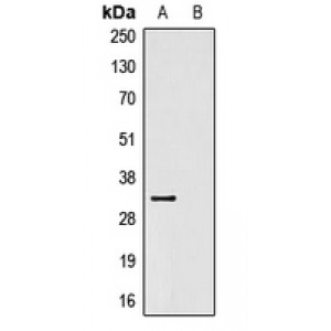 LifeSab™ HSV-tag Mouse mAb (50 µl)