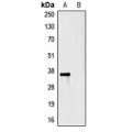 LifeSab™ V5-tag Rabbit pAb (50 µl)