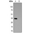 LifeSab™ HSV-tag Rabbit pAb (50 µl)