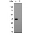 LifeSab™ AmCyan-tag Mouse mAb (50 µl)