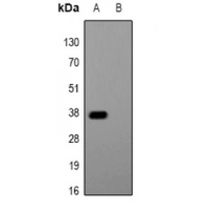 LifeSab™ AmCyan-tag Mouse mAb (50 µl)