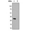 LifeSab™ Avi-tag Mouse mAb (50 µl)