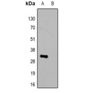 LifeSab™ Avi-tag Mouse mAb (50 µl)