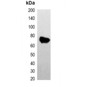 LifeSab™ CBP-tag Mouse mAb (50 µl)