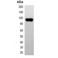 LifeSab™ EBFP-tag Mouse mAb (50 µl)