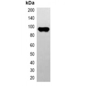 LifeSab™ EBFP-tag Mouse mAb (50 µl)