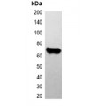 LifeSab™ EYFP-tag Mouse mAb (50 µl)