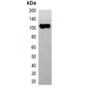 LifeSab™ FLAG-tag -HRP labeled Rabbit pAb (50 µl)