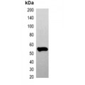 LifeSab™ GFP-tag Mouse mAb (50 µl)