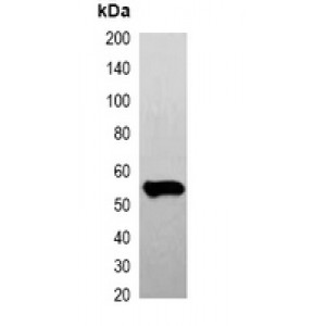 LifeSab™ GFP-tag Mouse mAb (50 µl)