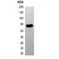 LifeSab™ GFP-tag Mouse mAb (50 µl)