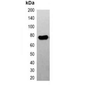 LifeSab™ GFP-tag Mouse mAb (50 µl)