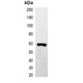 LifeSab™ HA-tag -HRP labeled Rabbit pAb (50 µl)