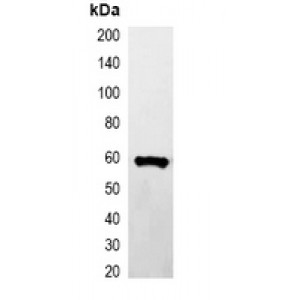 LifeSab™ HA-tag -HRP labeled Rabbit pAb (50 µl)