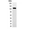 LifeSab™ His-tag -HRP labeled Rabbit pAb (50 µl)