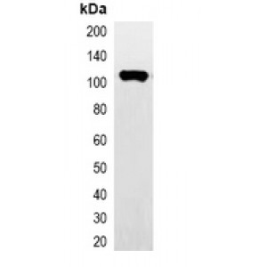 LifeSab™ His-tag -HRP labeled Rabbit pAb (50 µl)