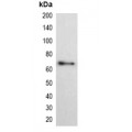 LifeSab™ HSV-tag Mouse mAb (50 µl)