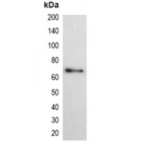 LifeSab™ HSV-tag Mouse mAb (50 µl)