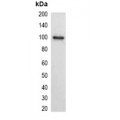 LifeSab™ KT3-tag Mouse mAb (50 µl)