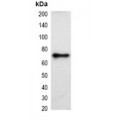 LifeSab™ mCherry-tag Mouse mAb (50 µl)