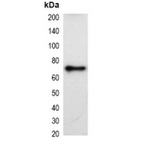 LifeSab™ mCherry-tag Mouse mAb (50 µl)