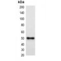 LifeSab™ mCherry-tag Mouse mAb (50 µl)