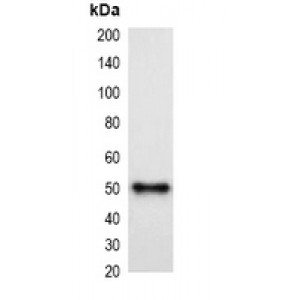 LifeSab™ mCherry-tag Mouse mAb (50 µl)