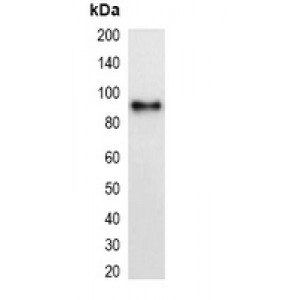 LifeSab™ mOrange-tag Mouse mAb (50 µl)