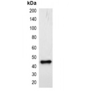 LifeSab™ mStrawberry-tag Mouse mAb (50 µl)