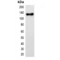 LifeSab™ mStrawberry-tag Mouse mAb (50 µl)