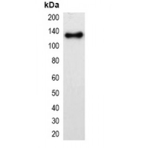 LifeSab™ mStrawberry-tag Mouse mAb (50 µl)