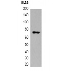 LifeSab™ Myc-tag -HRP labeled Rabbit pAb (50 µl)