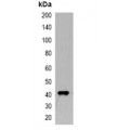 LifeSab™ RFP-tag Mouse mAb (50 µl)