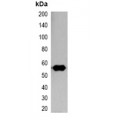 LifeSab™ SRT-tag Mouse mAb (50 µl)