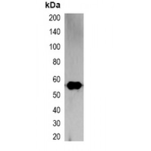 LifeSab™ S-tag Mouse mAb (50 µl)