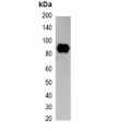 LifeSab™ Strep-tag Mouse mAb (50 µl)