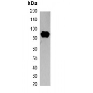 LifeSab™ Strep-tag Mouse mAb (50 µl)