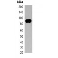 LifeSab™ Strep-tag II Mouse mAb (50 µl)