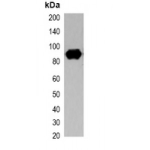 LifeSab™ Strep-tag II Mouse mAb (50 µl)