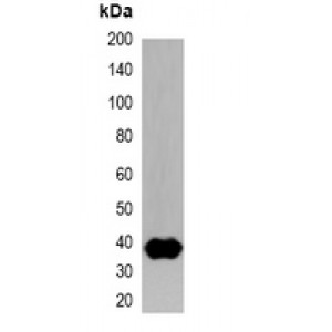 LifeSab™ T7-tag Mouse mAb (50 µl)