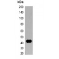 LifeSab™ Trx-tag Mouse mAb (50 µl)